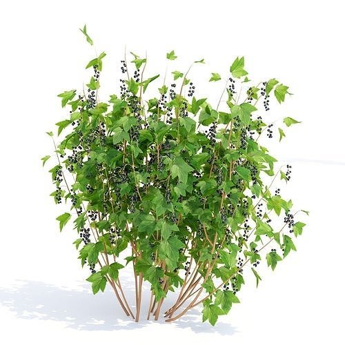 Currant berry bush 3D model 4