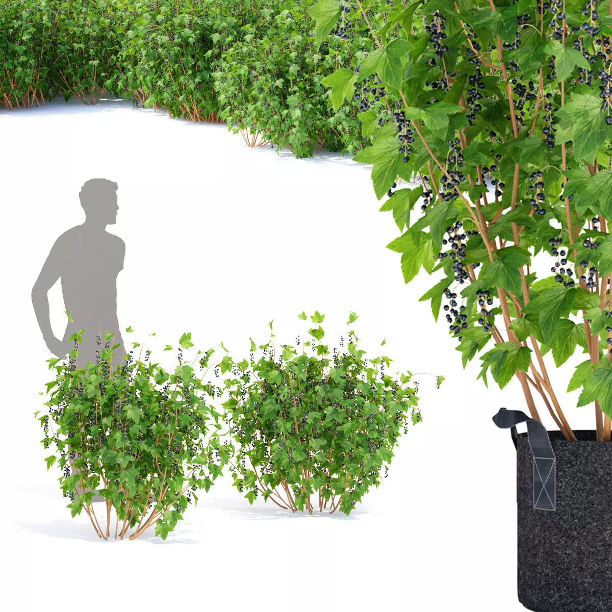 Currant berry bush 3D model