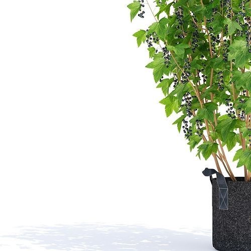 Currant berry bush 3D model 3