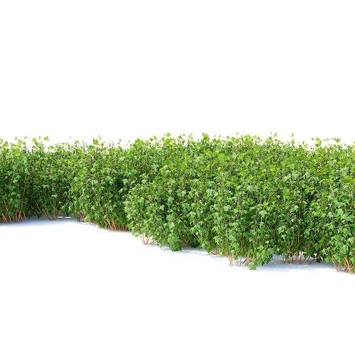Currant berry bush 3D model 7