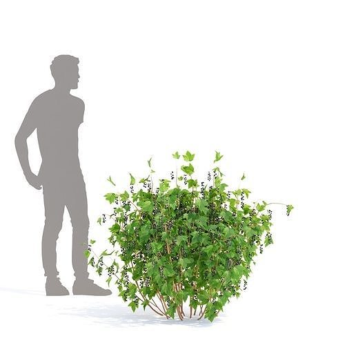 Currant berry bush 3D model 5