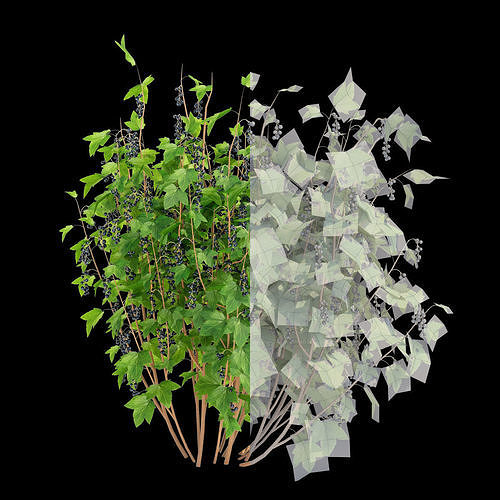 Currant berry bush 3D model 2