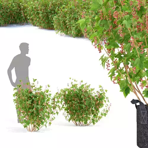  Currant red berry bush 3D model