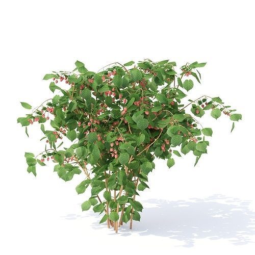 Raspberries bush berry 3D model 4