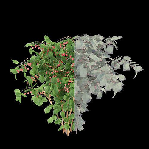Raspberries bush berry 3D model 2