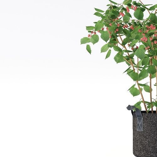 Raspberries bush berry 3D model 3