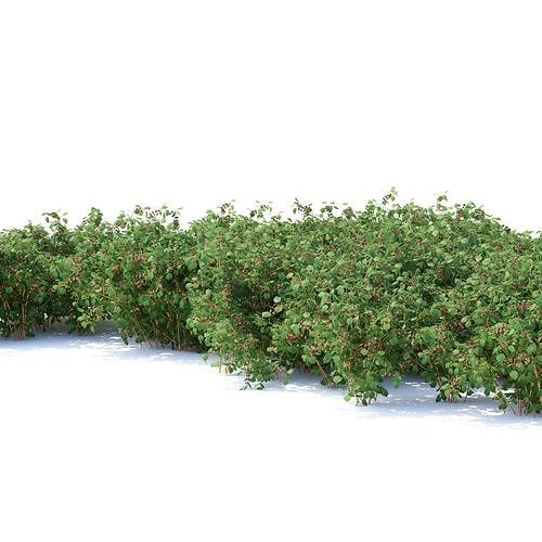 Raspberries bush berry 3D model 7