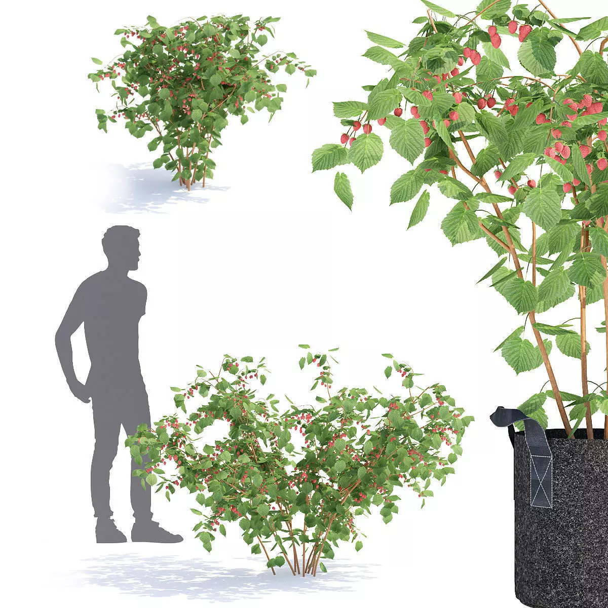 Raspberries bush berry 3D model