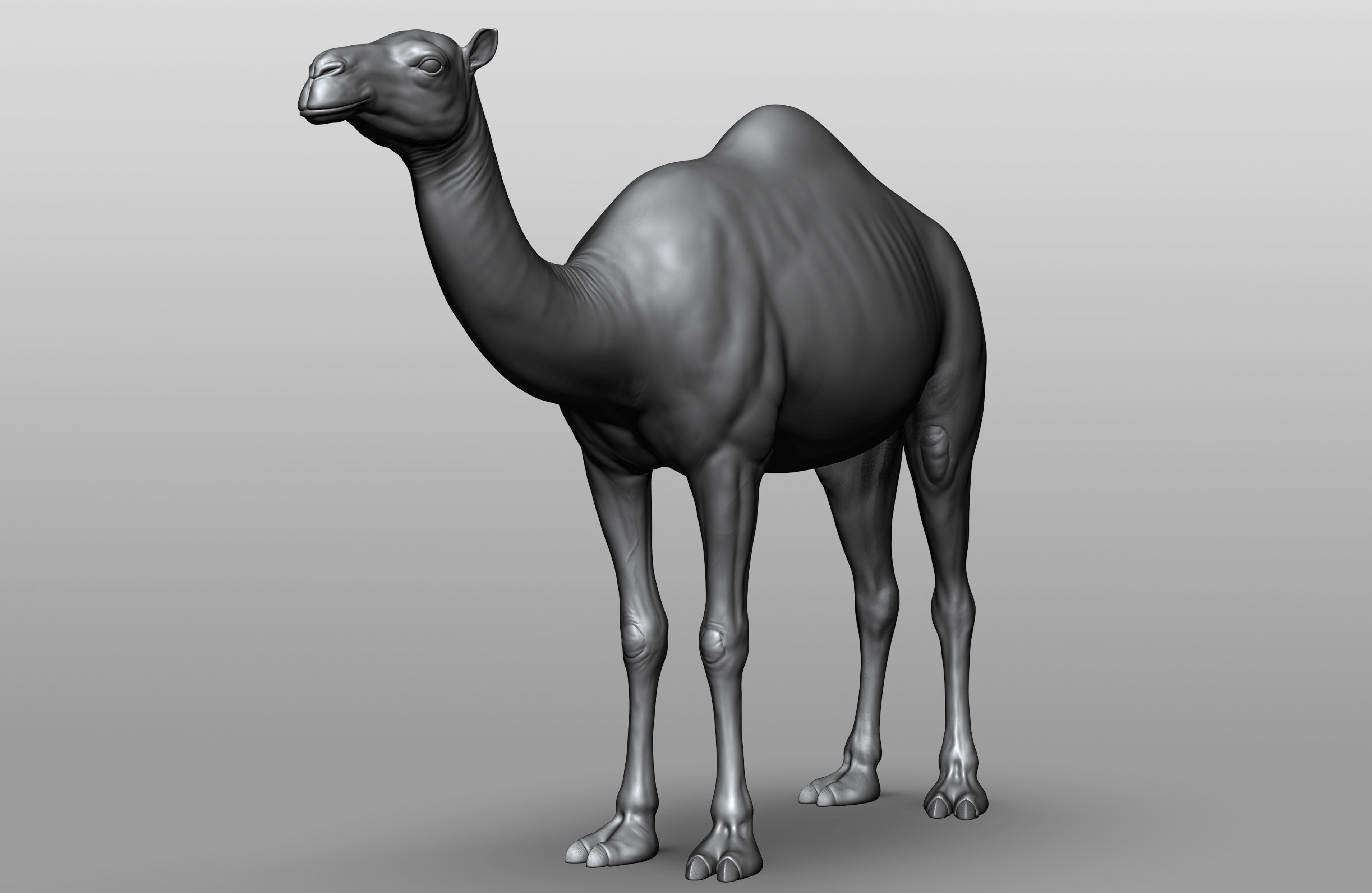 Domestic animal collection 3D model_4