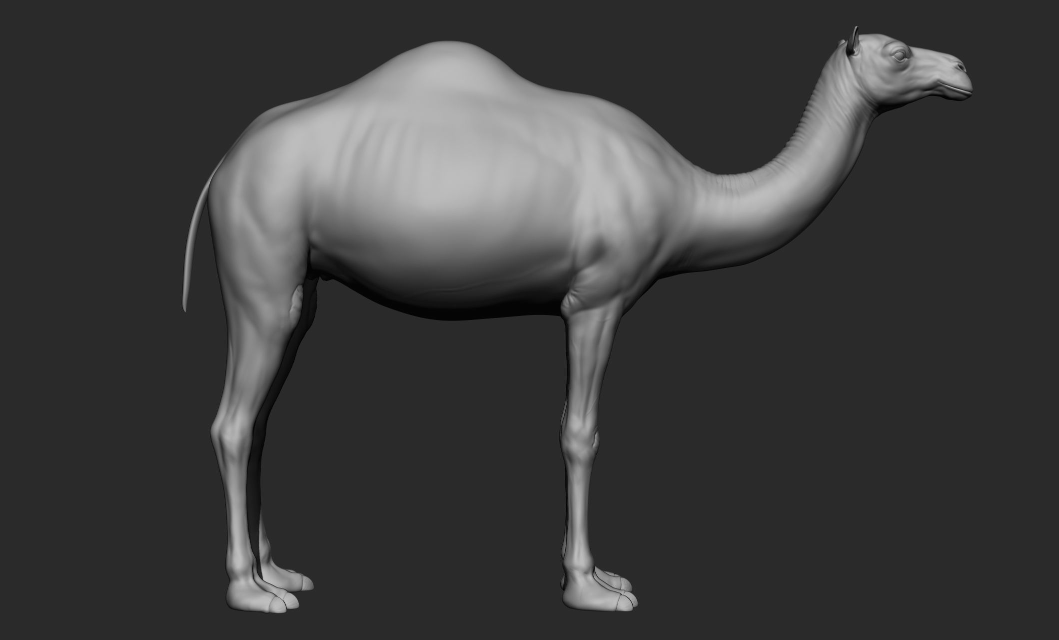Domestic animal collection 3D model_53