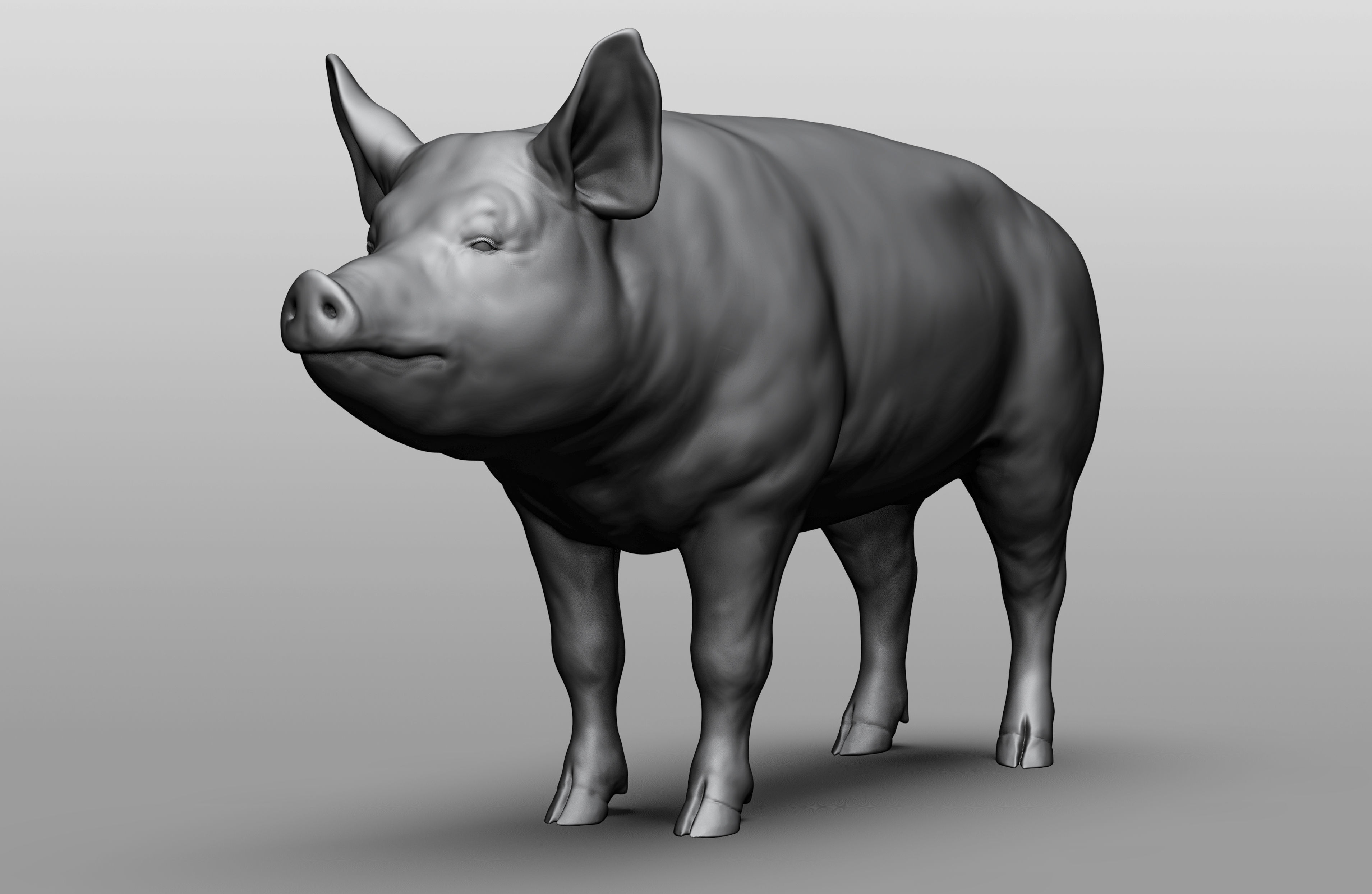 Domestic animal collection 3D model_8