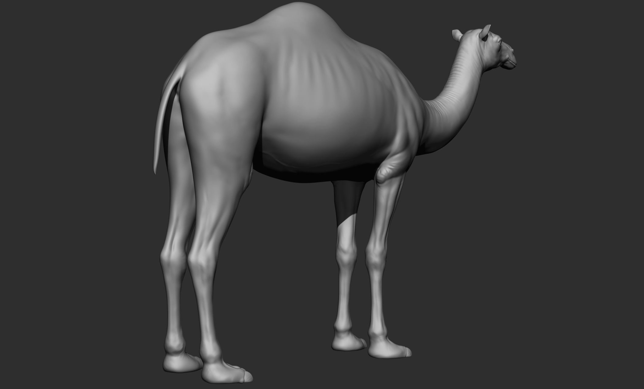Domestic animal collection 3D model_52