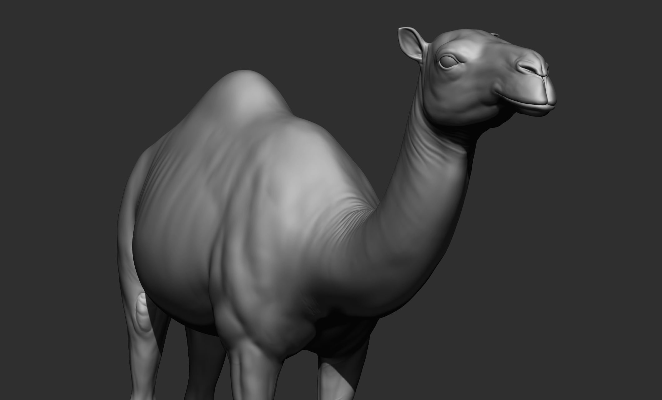 Domestic animal collection 3D model_56