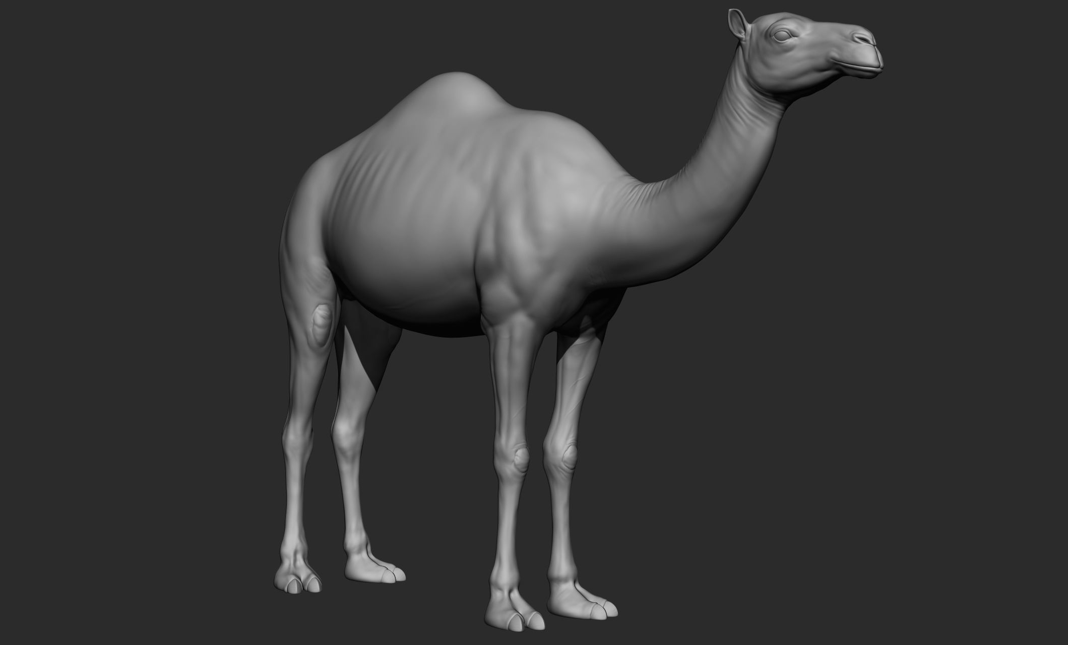 Domestic animal collection 3D model_54