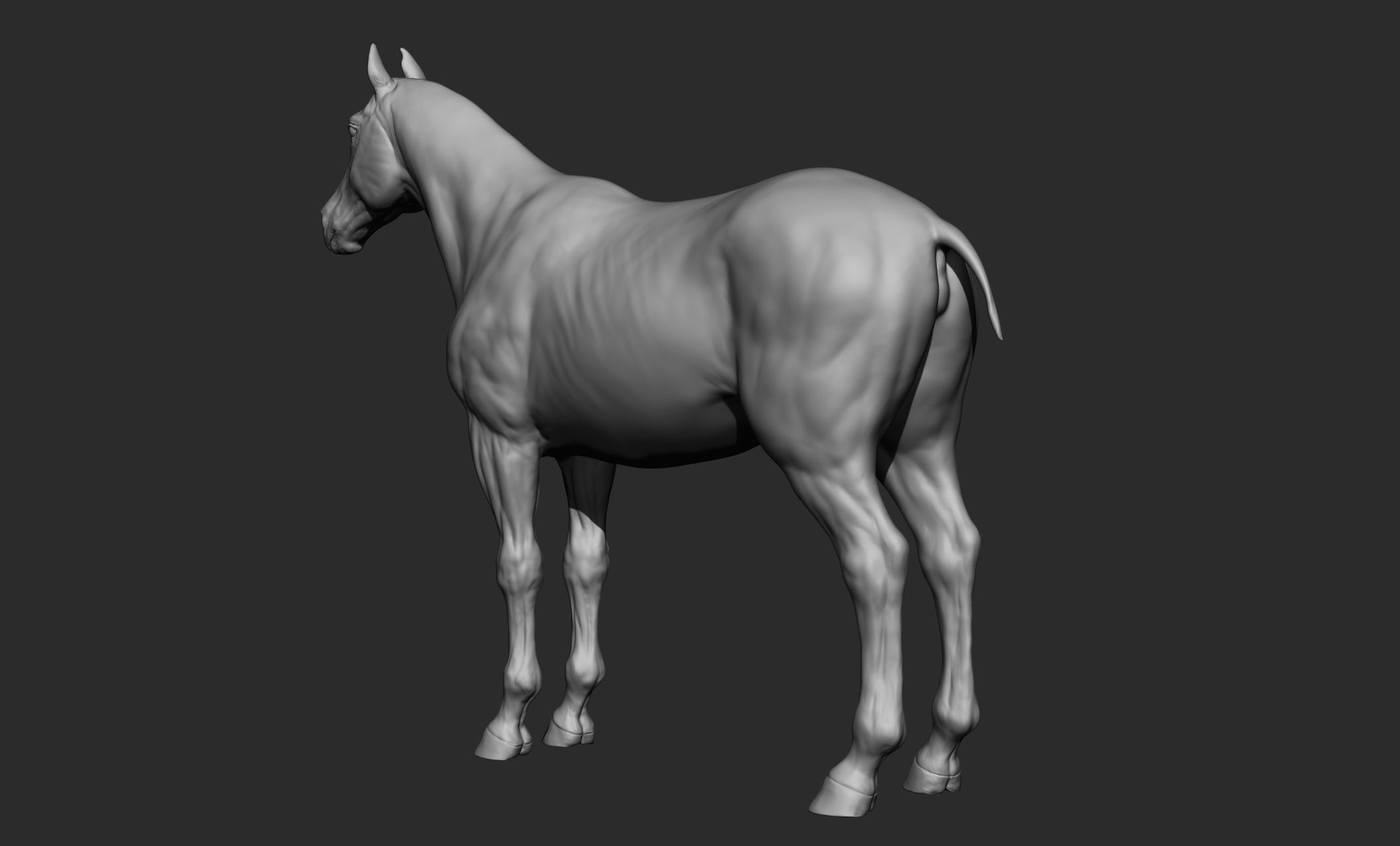 Domestic animal collection 3D model_12