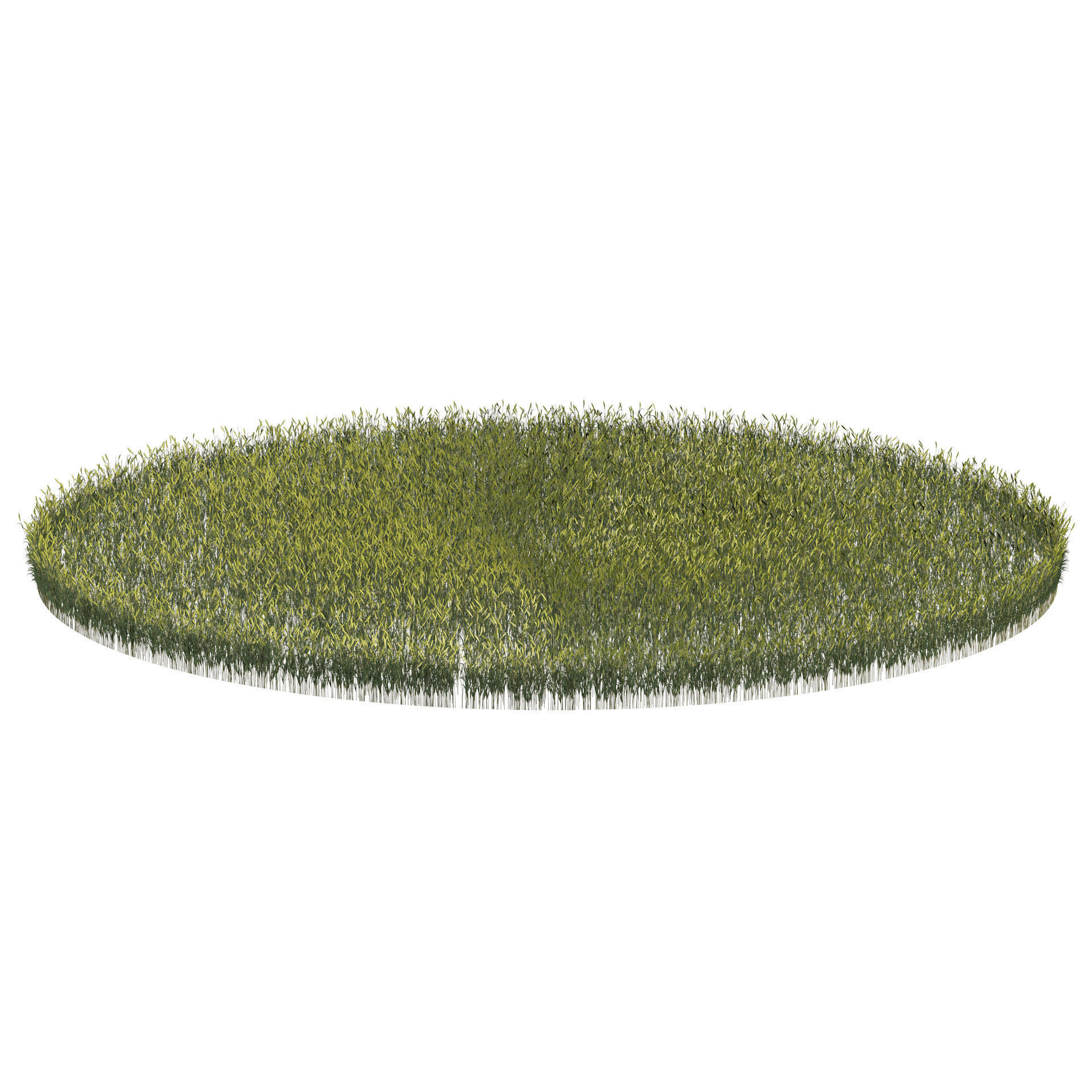 Young Wheat Field 3D model_3