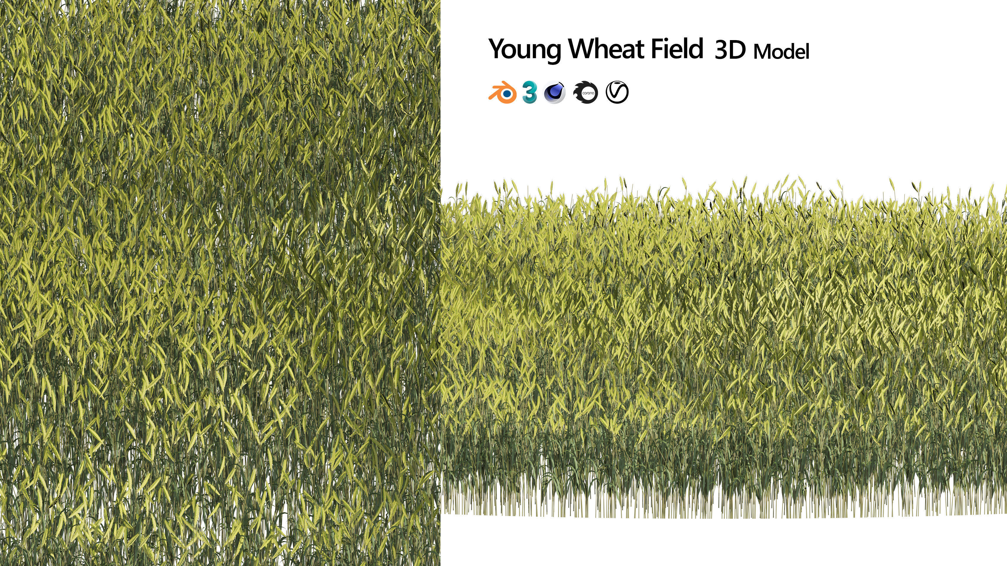 Young Wheat Field 3D model_5