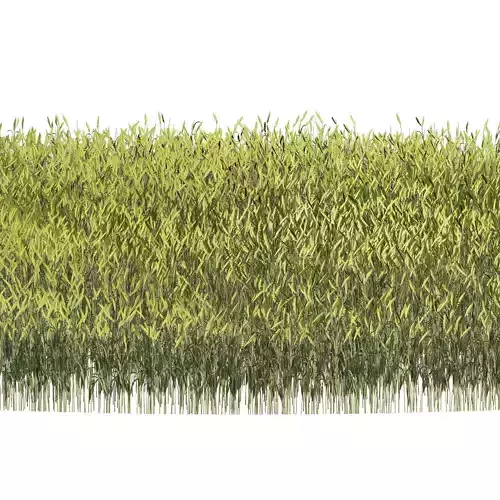 Young Wheat Field 3D model