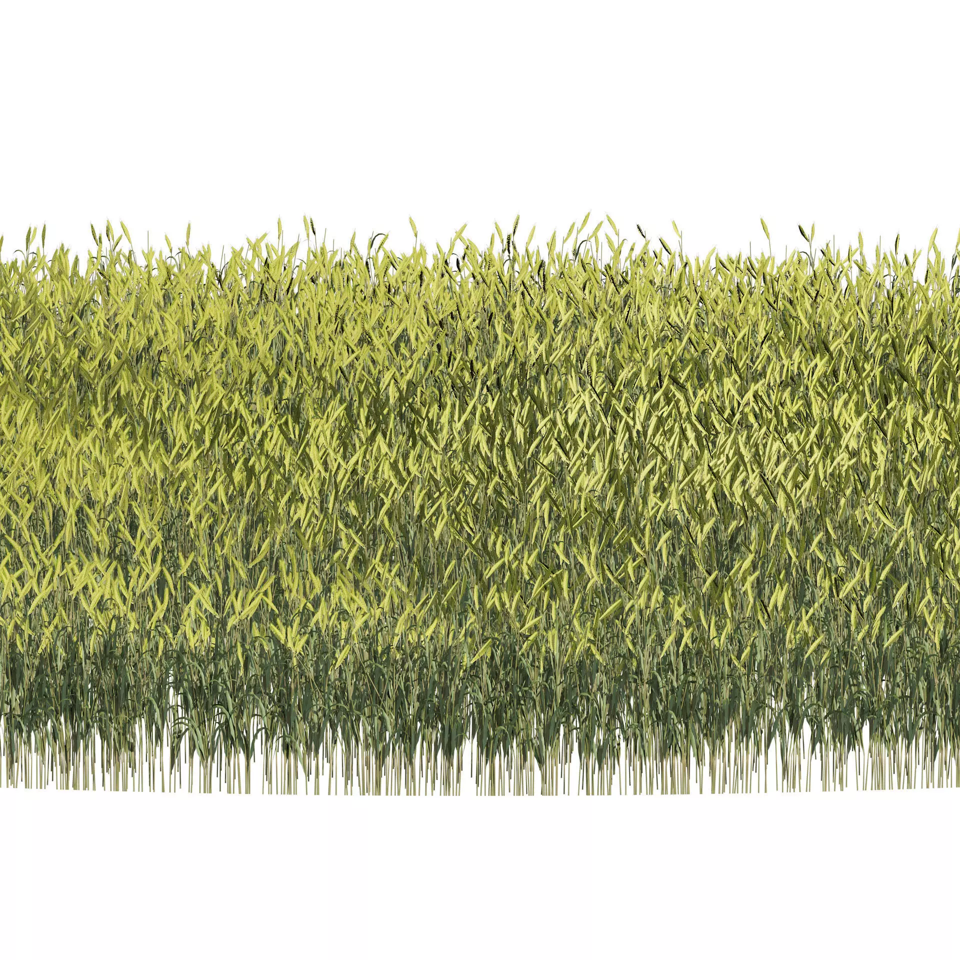 Young Wheat Field 3D model_0