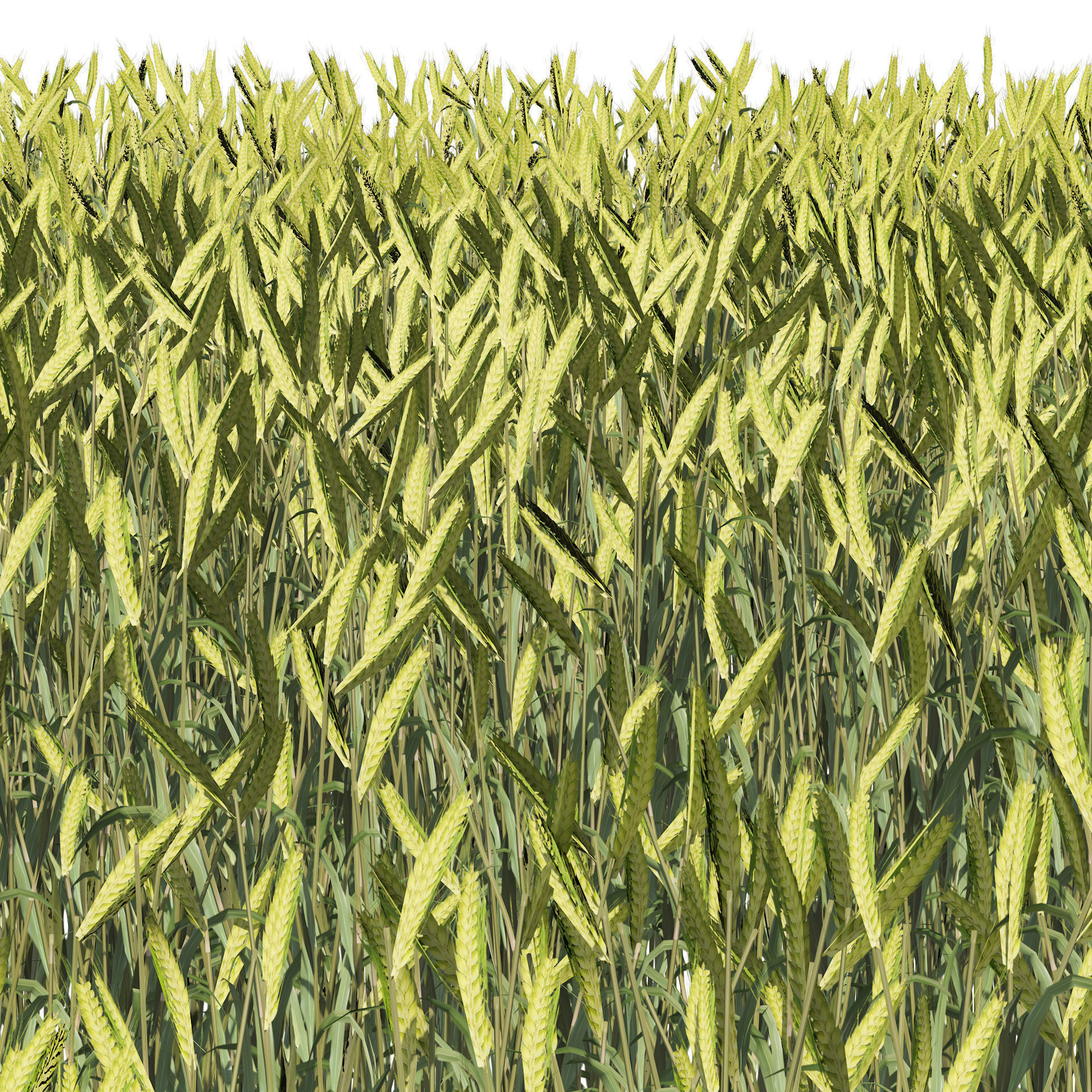 Young Wheat Field 3D model_2