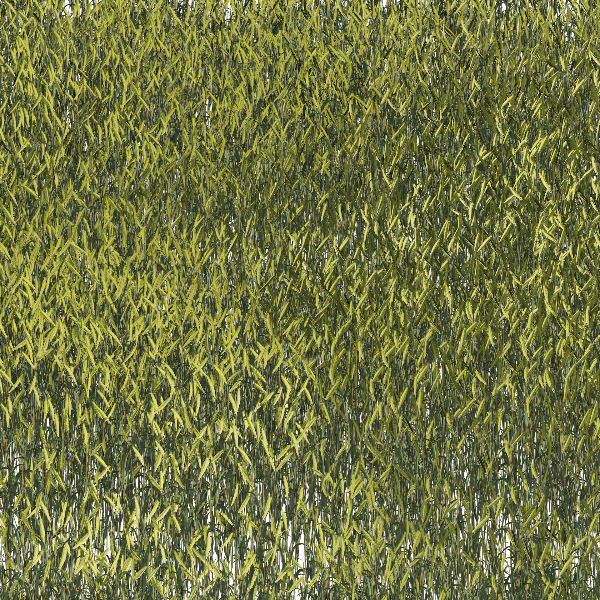 Young Wheat Field 3D model_1