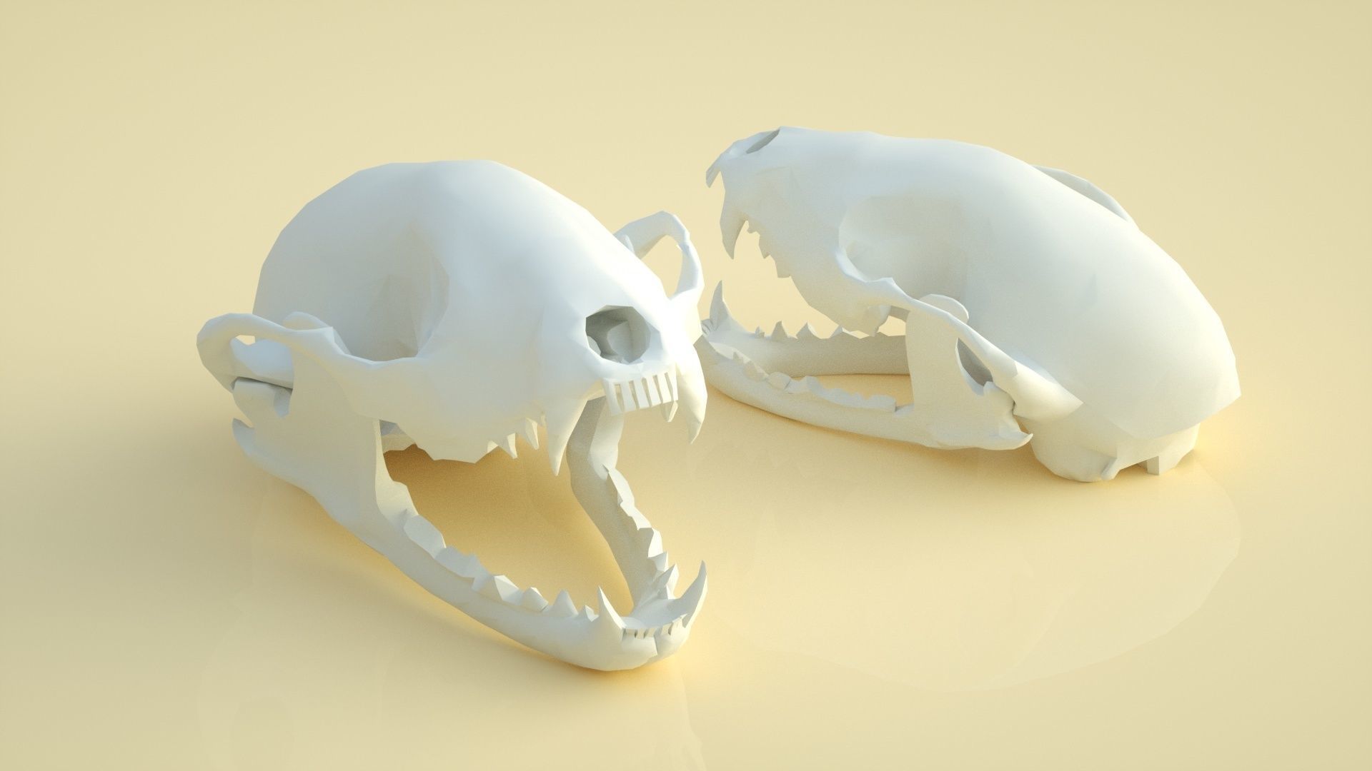 raccoon skull skull fossil 3D model_1
