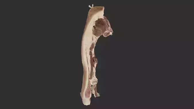 Hanging pork 3d Scan
