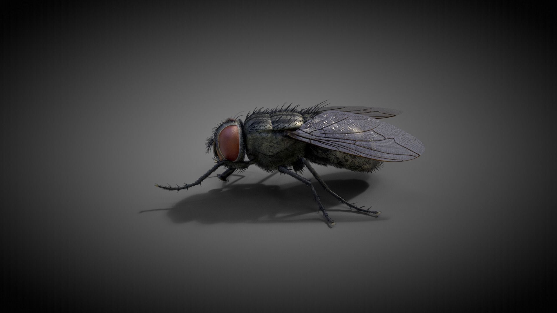 Housefly Animated VFX Grace 3D model_9