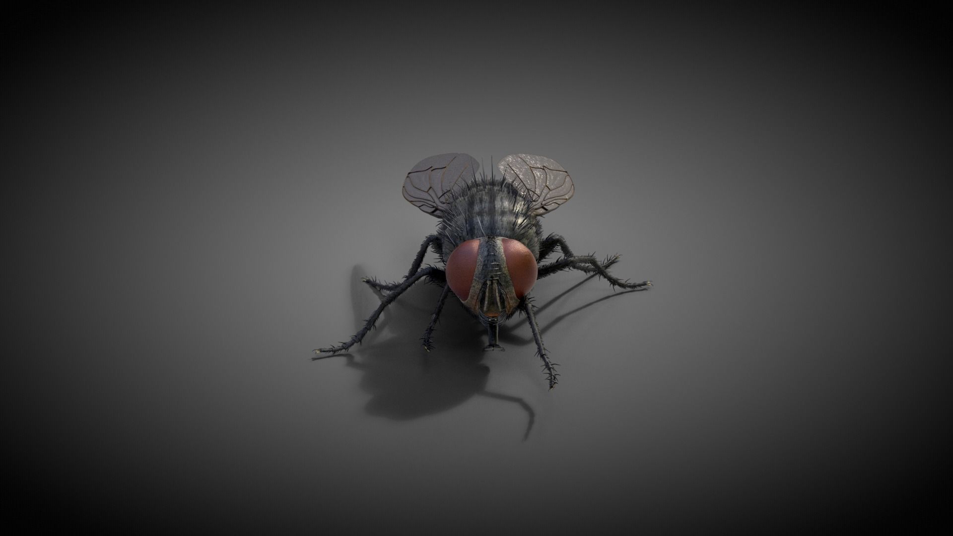 Housefly Animated VFX Grace 3D model_5