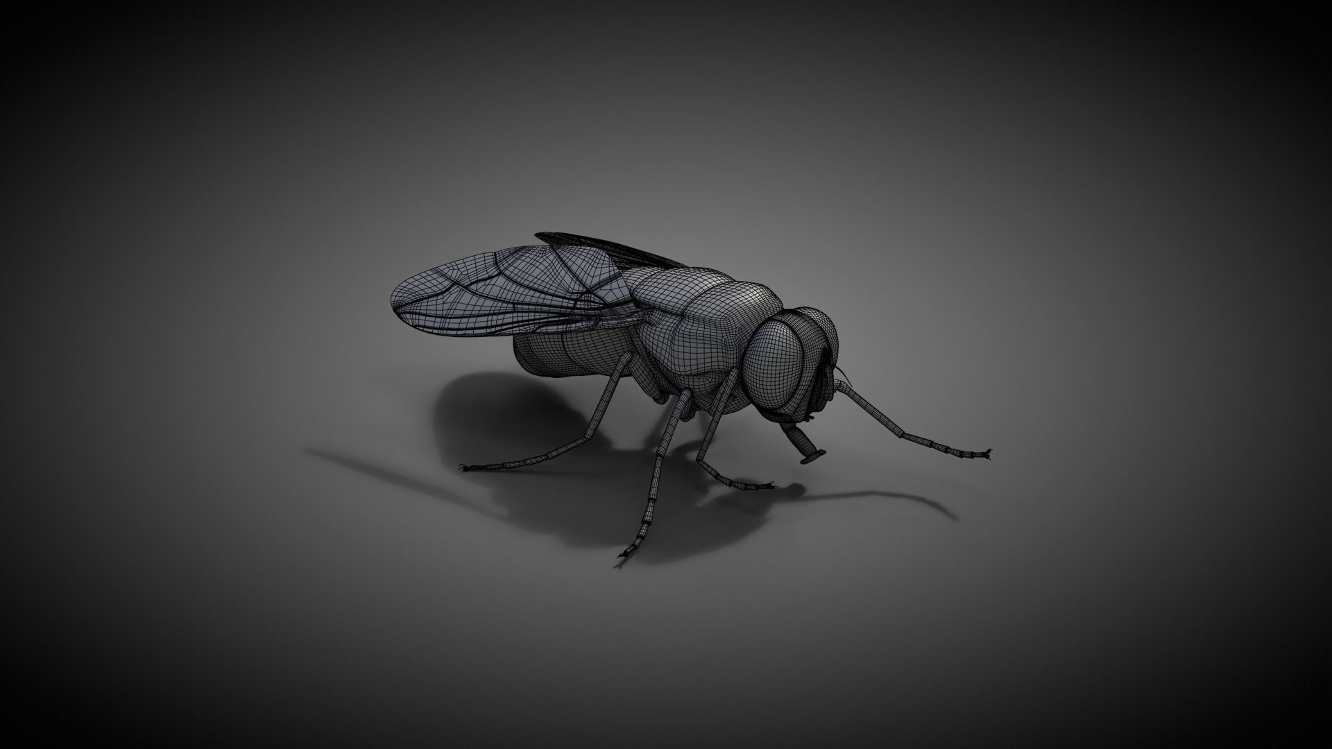 Housefly Animated VFX Grace 3D model_18