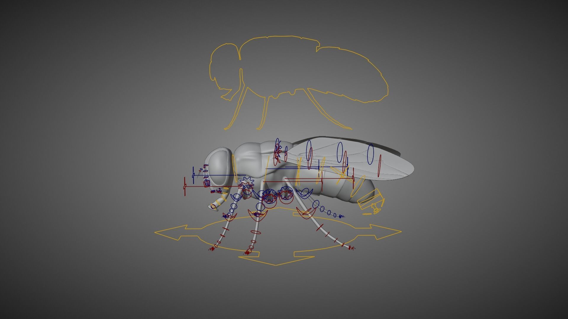 Housefly Animated VFX Grace 3D model_11