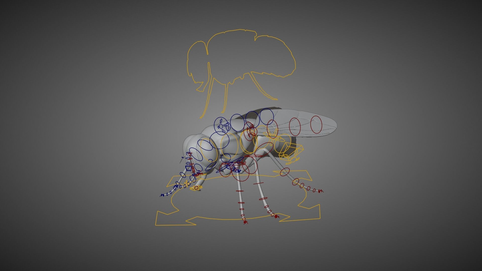 Housefly Animated VFX Grace 3D model_14