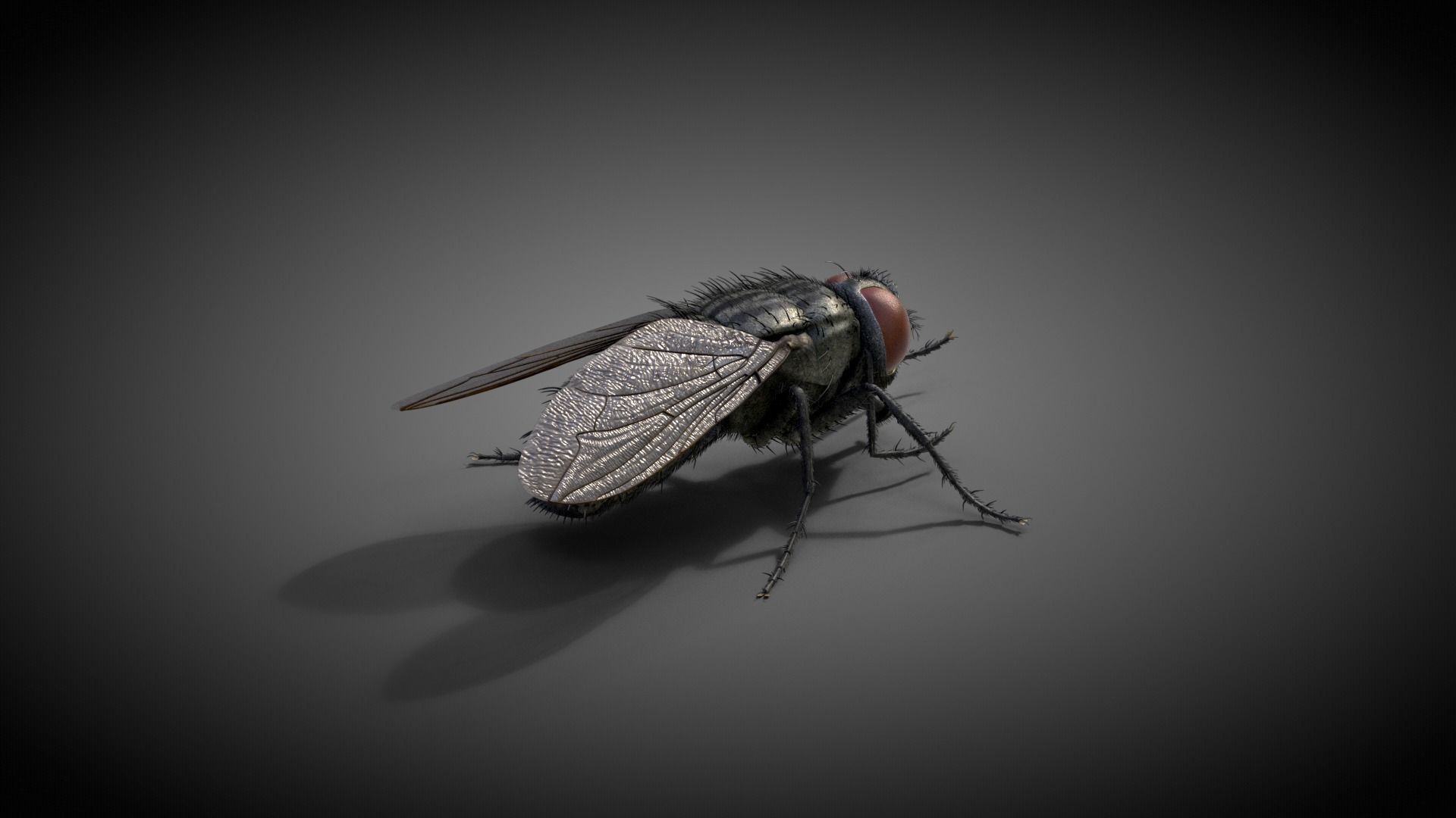 Housefly Animated VFX Grace 3D model_6