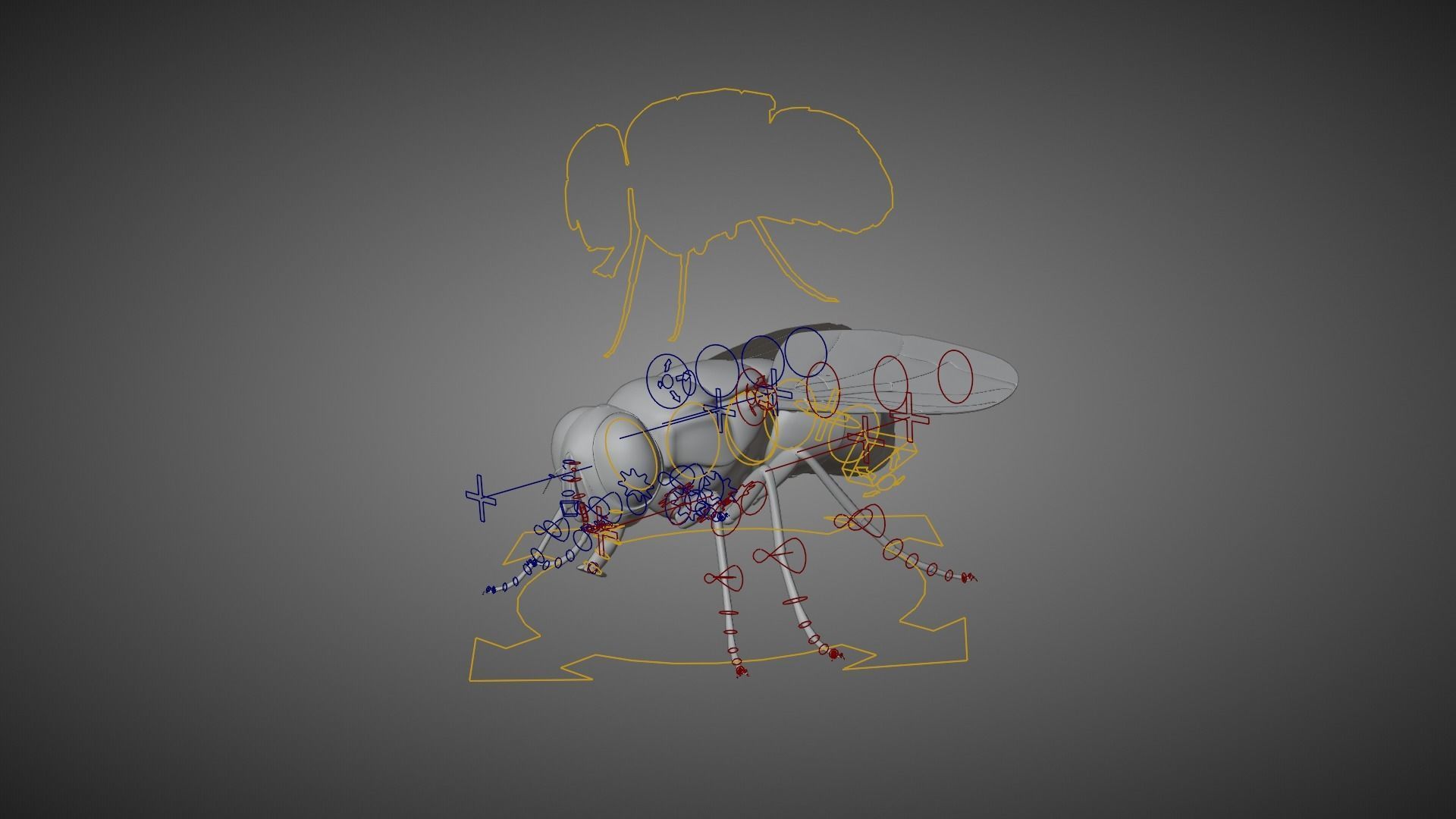 Housefly Animated VFX Grace 3D model_12