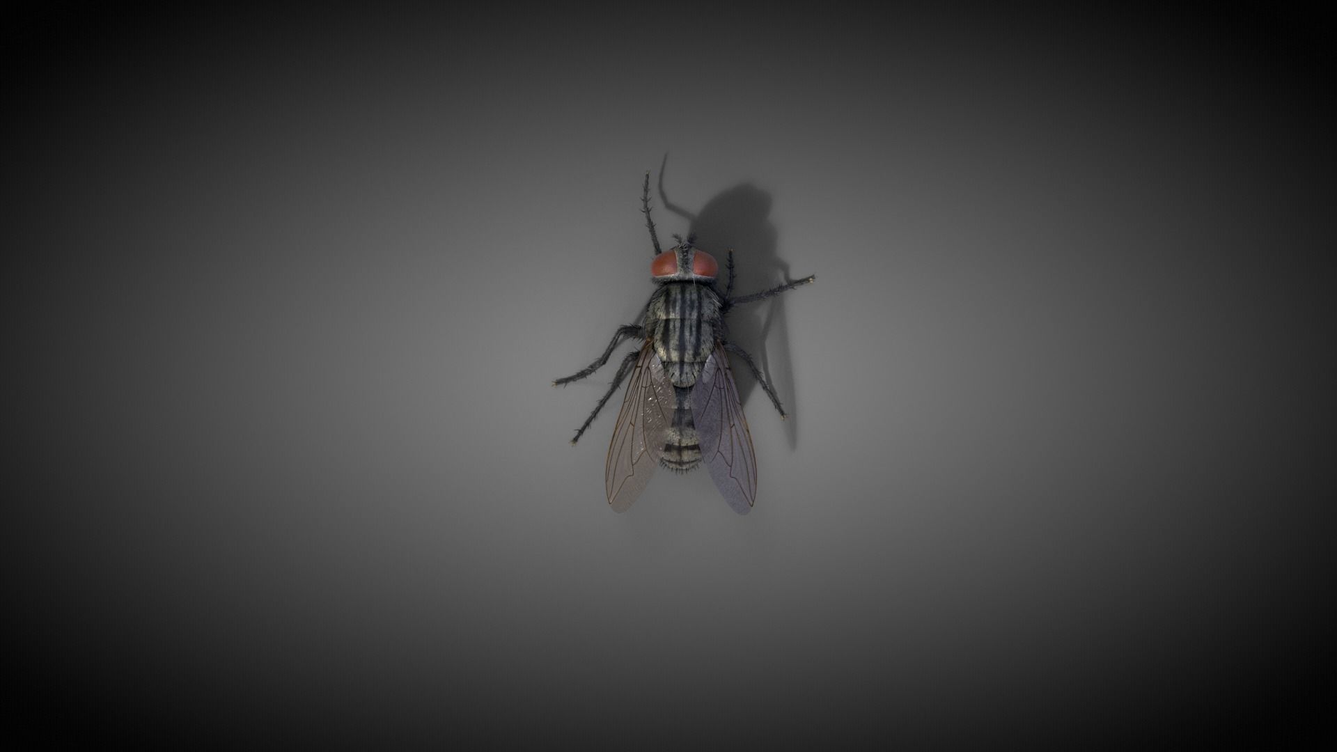 Housefly Animated VFX Grace 3D model_7
