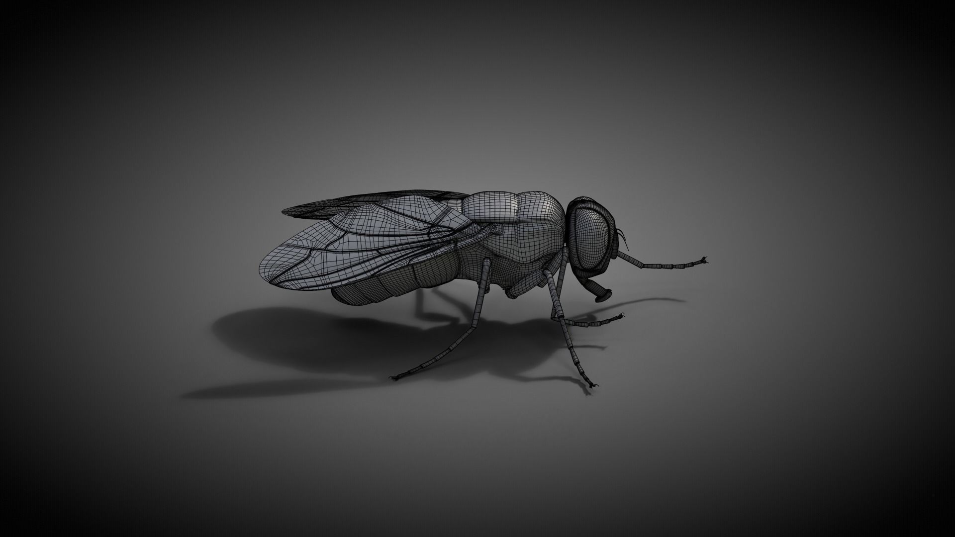 Housefly Animated VFX Grace 3D model_17
