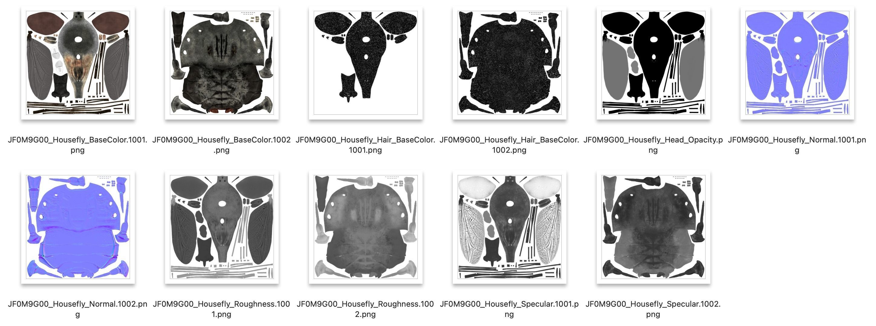 Housefly Animated VFX Grace 3D model_20