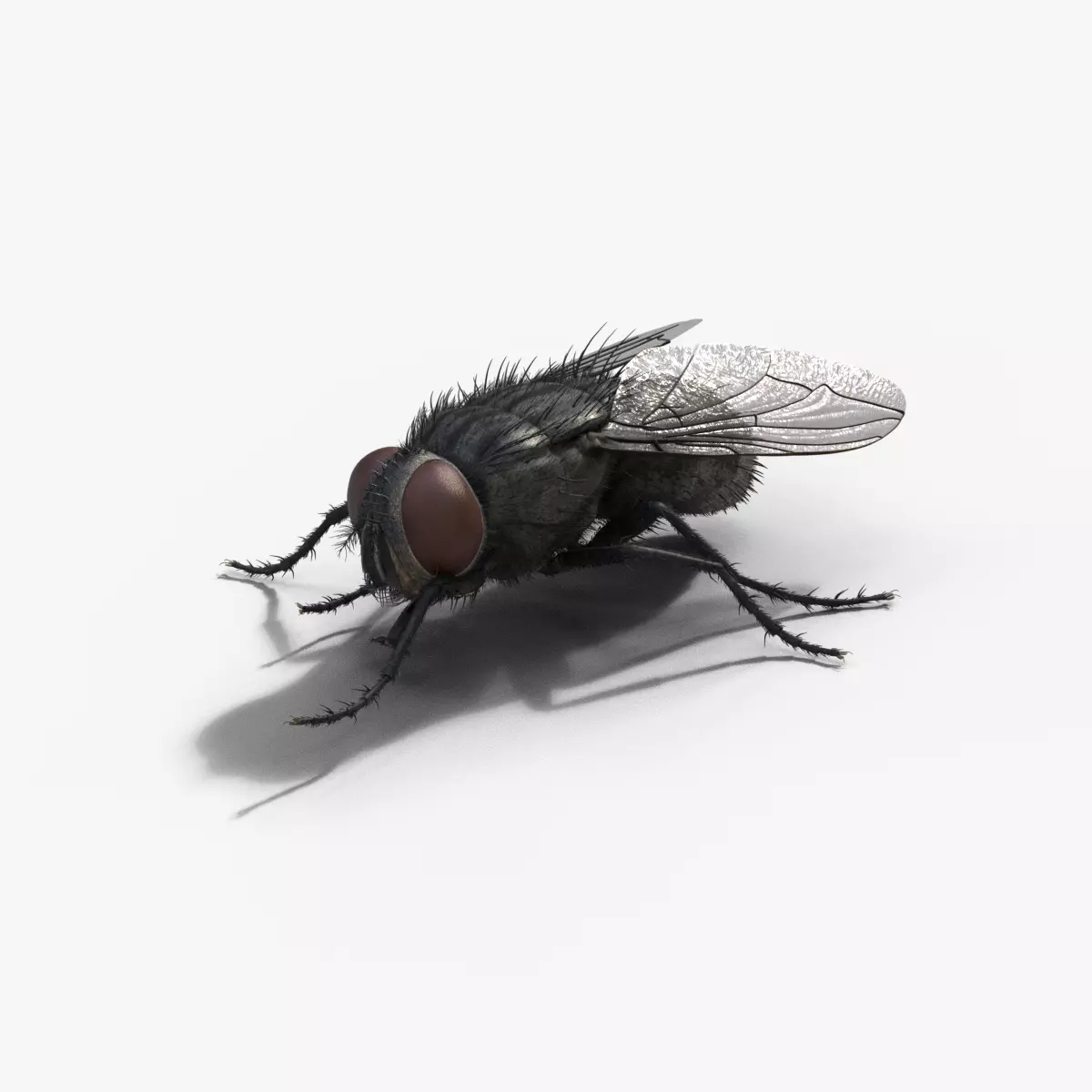 Housefly Animated VFX Grace 3D model_0