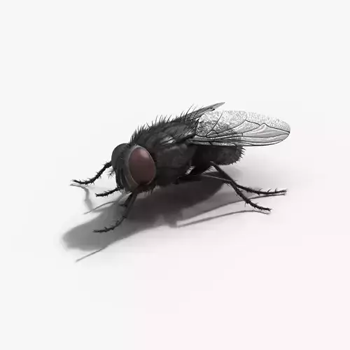 Housefly Animated VFX Grace 3D model