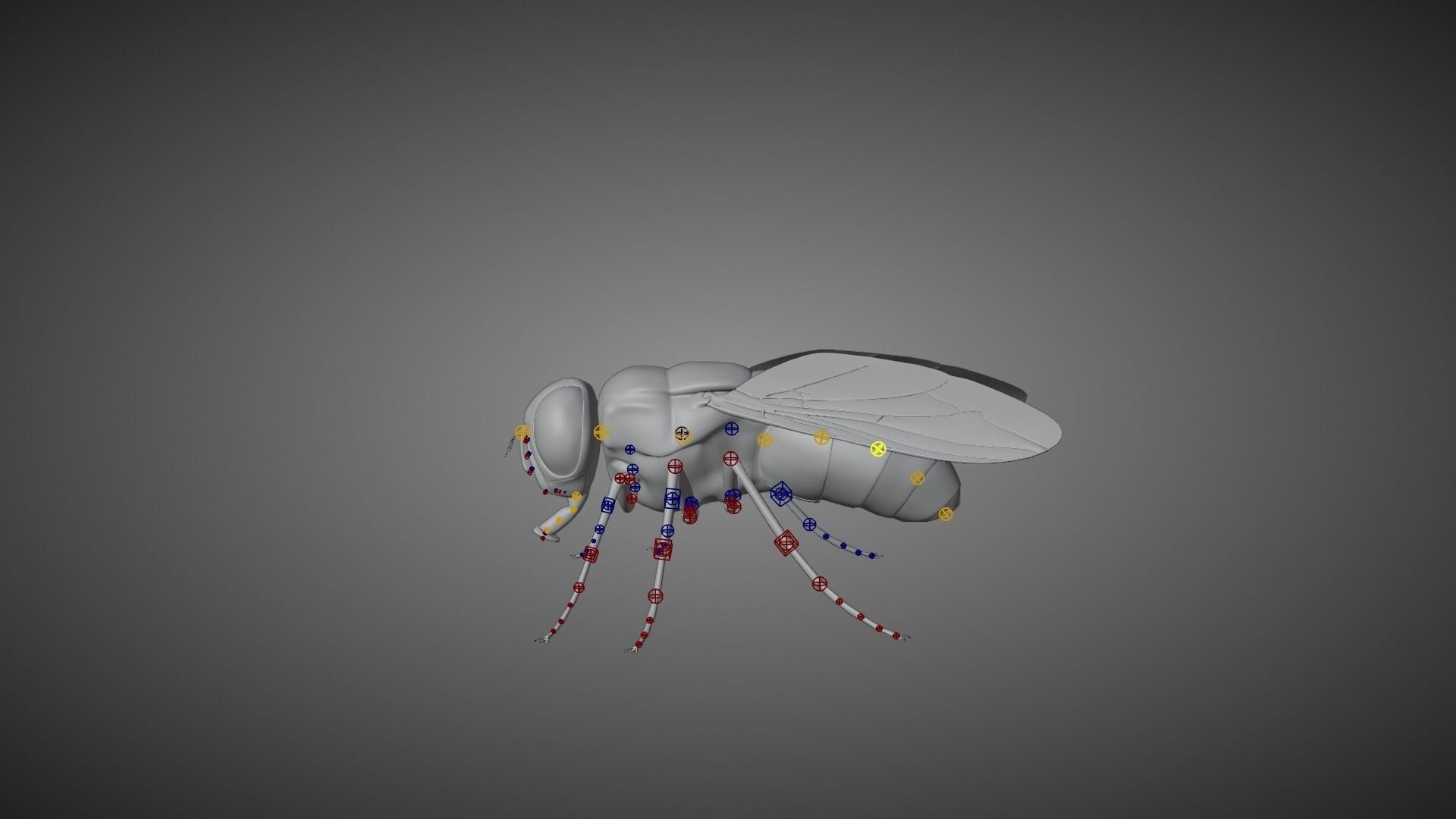 Housefly Animated VFX Grace 3D model_13