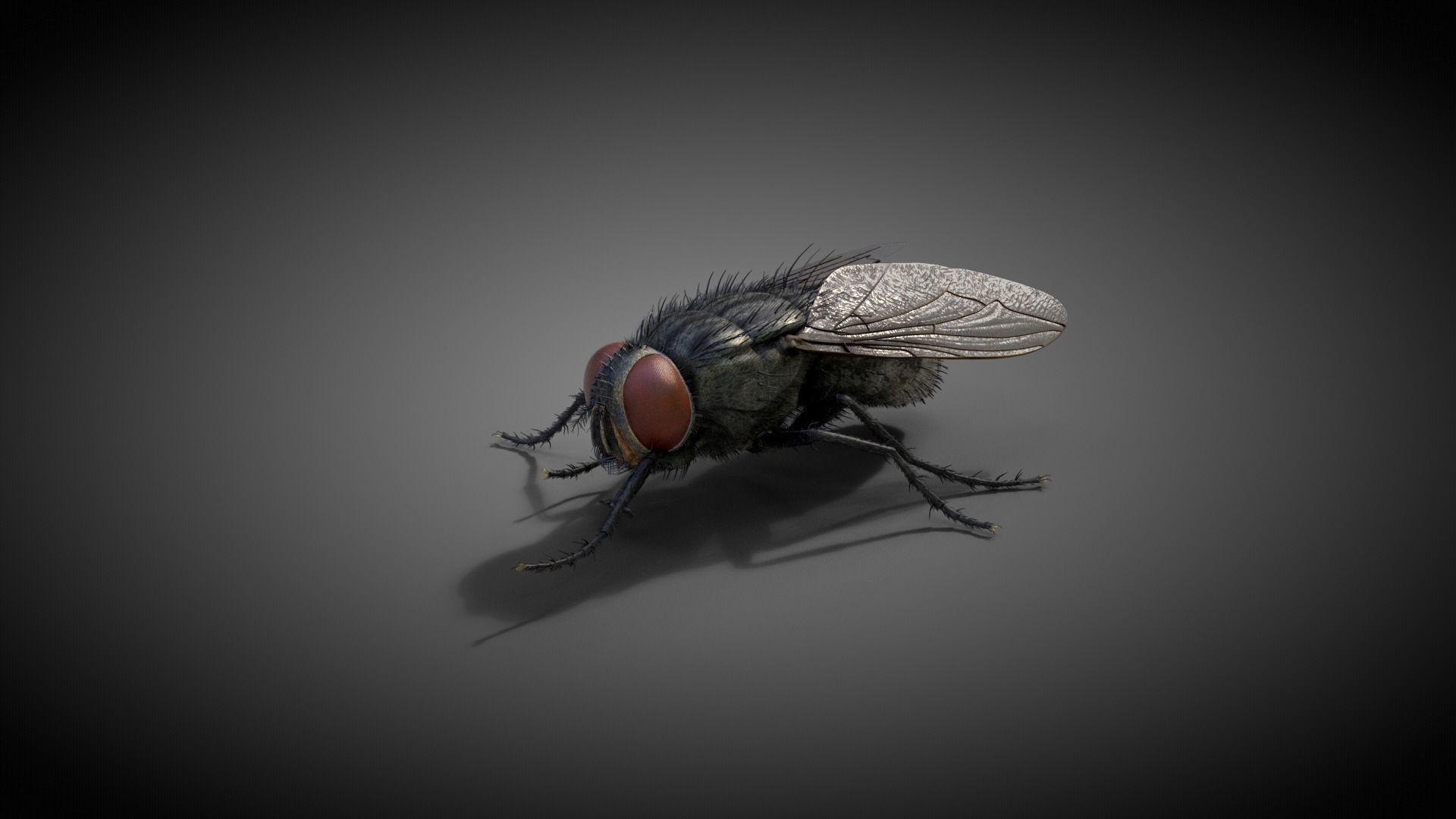Housefly Animated VFX Grace 3D model_8