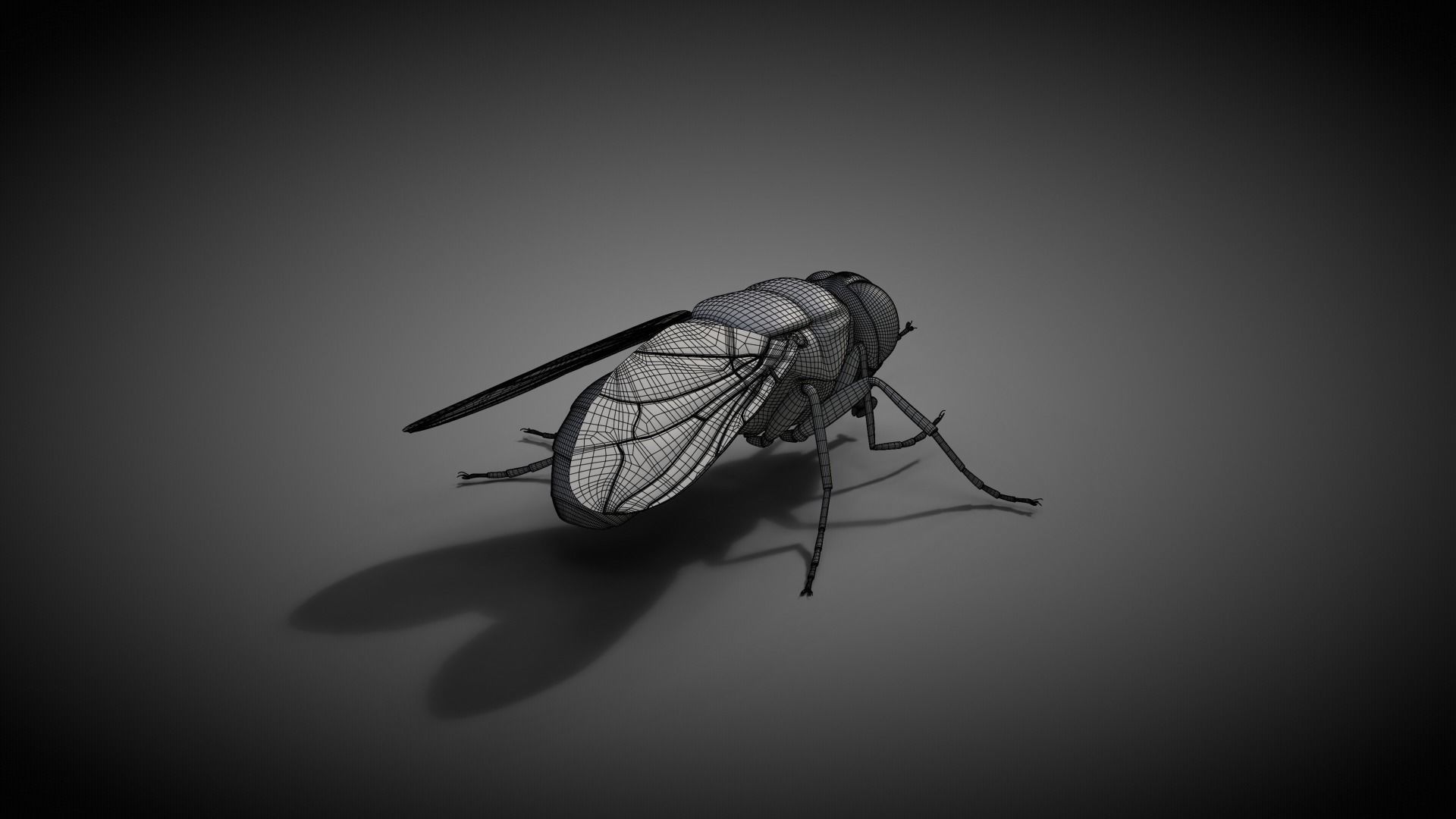 Housefly Animated VFX Grace 3D model_19