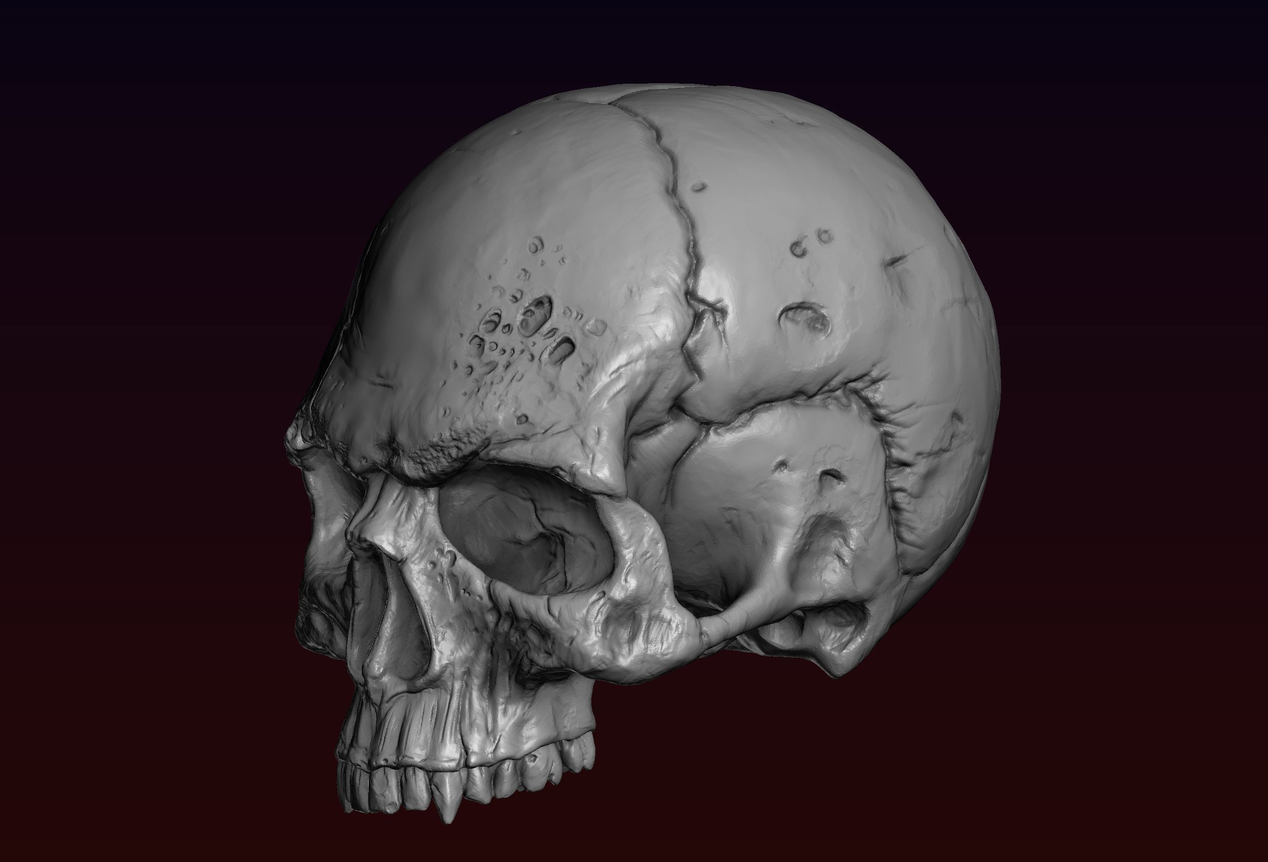 Skull detailed 3D print model_17