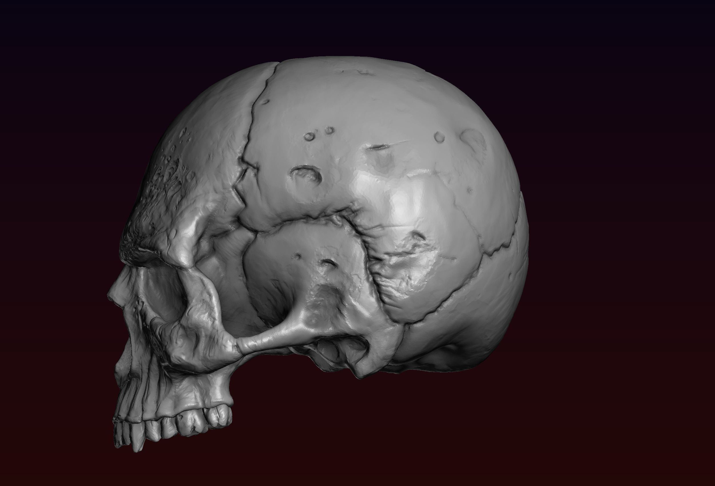Skull detailed 3D print model_15