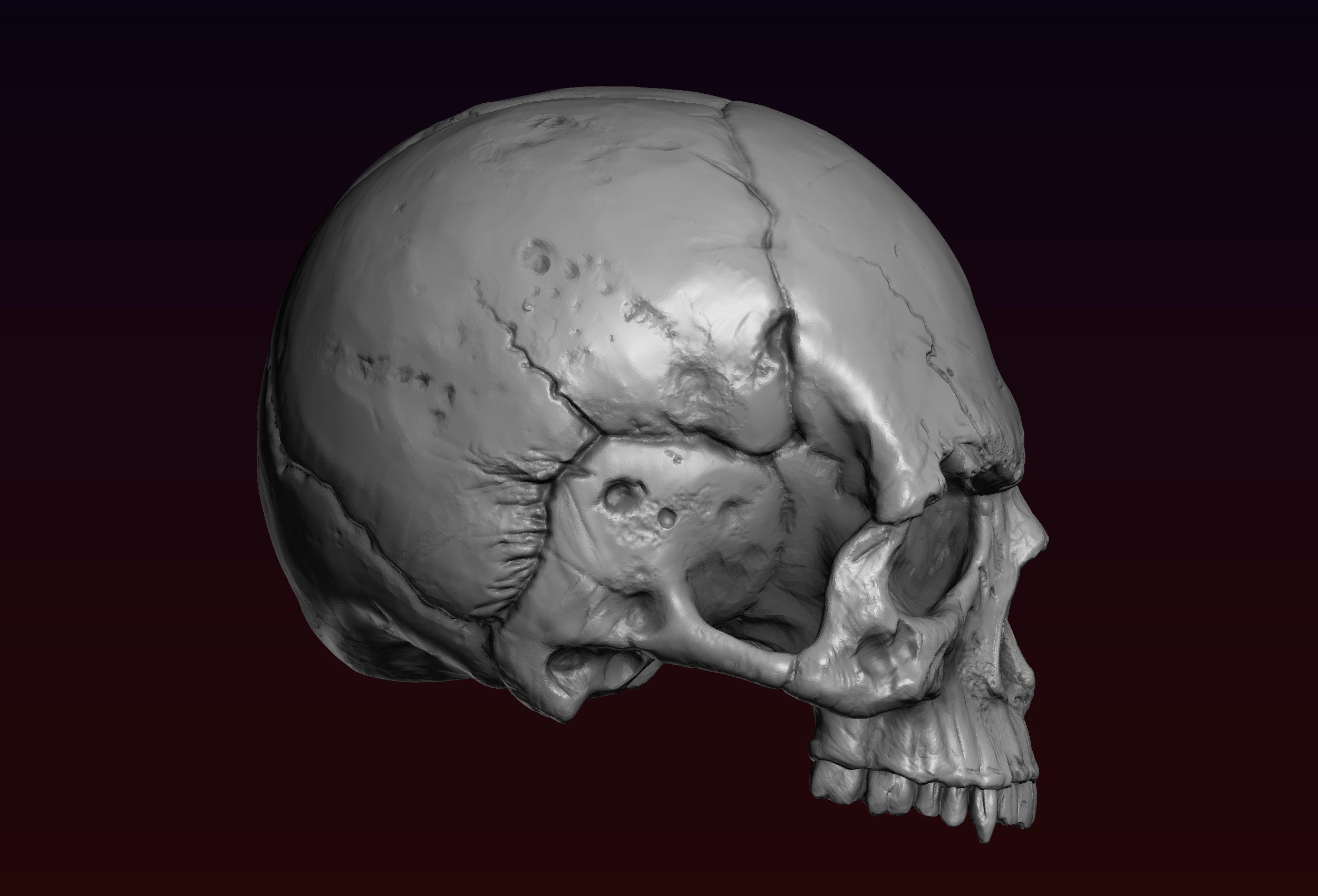 Skull detailed 3D print model_18