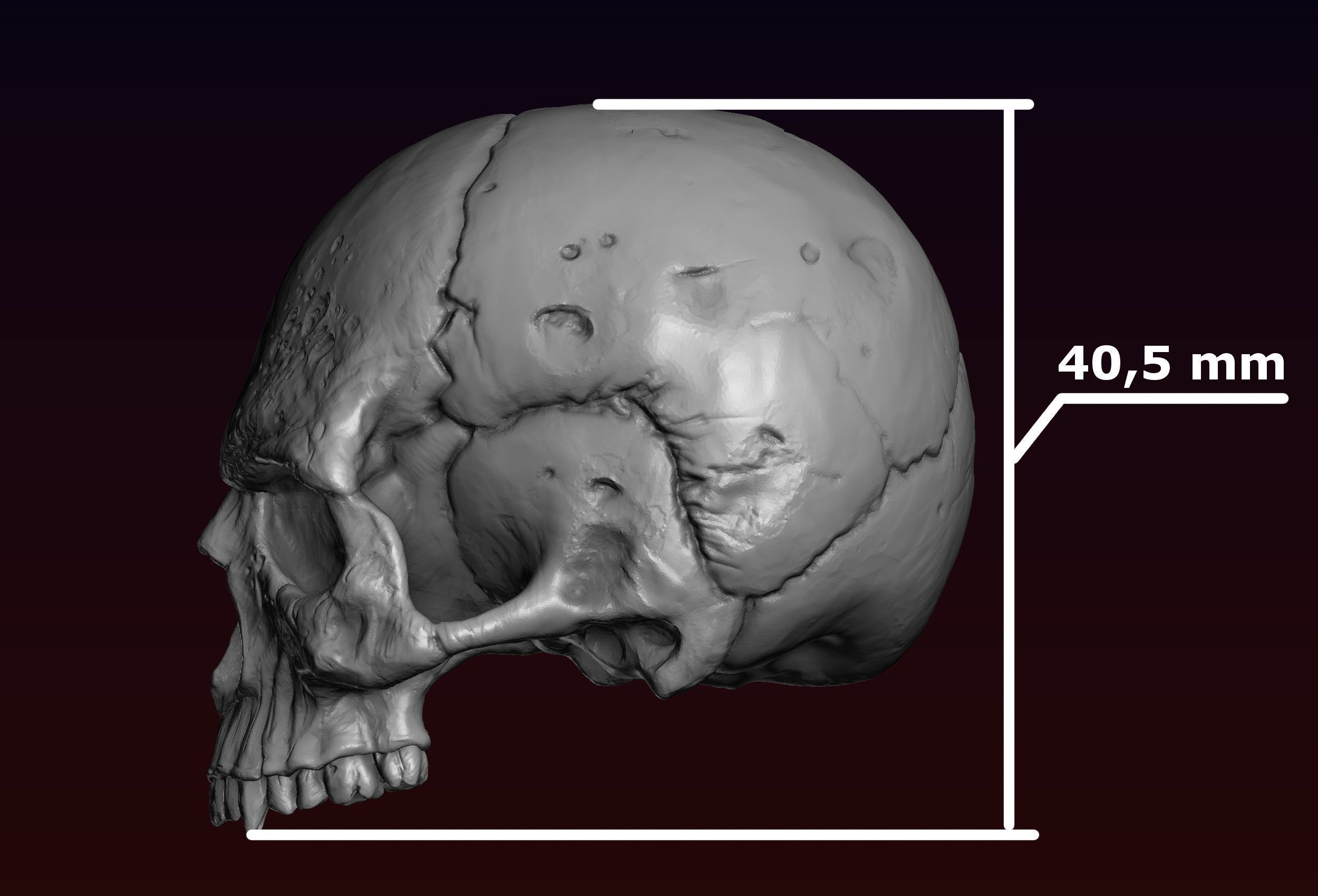 Skull detailed 3D print model_31