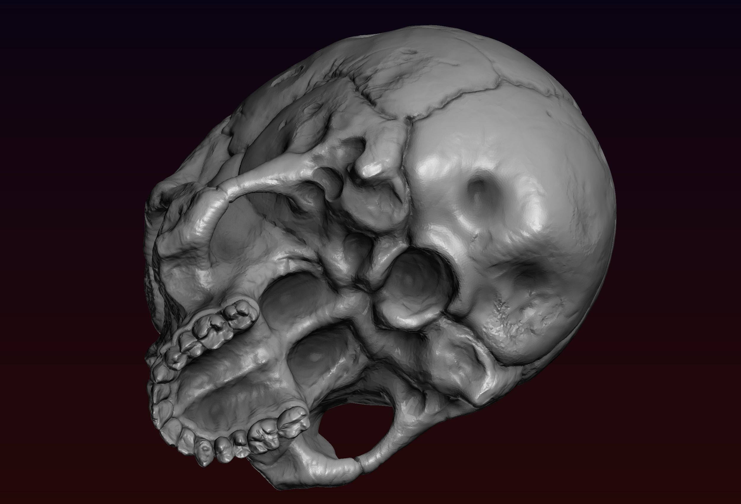Skull detailed 3D print model_19