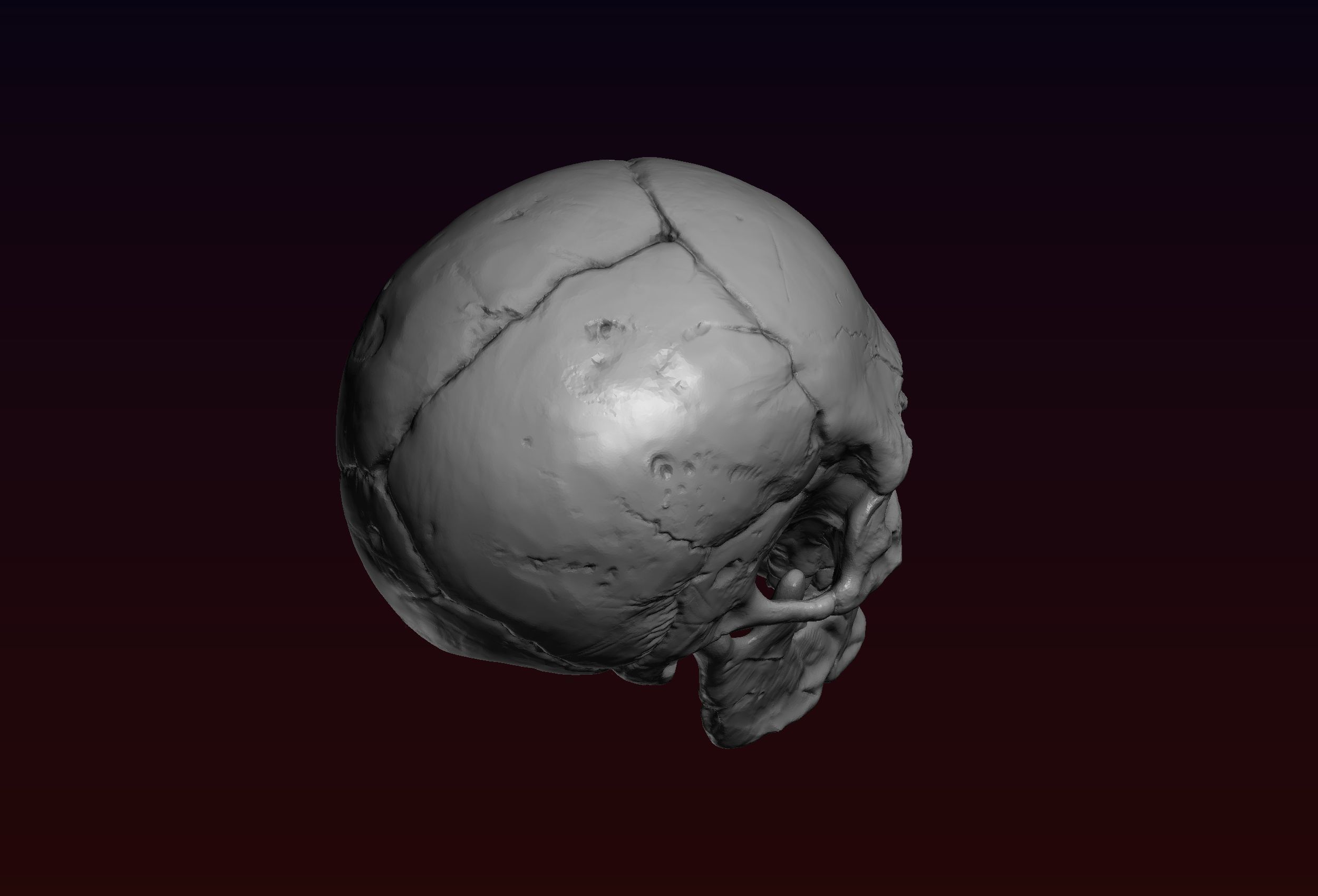 Skull detailed 3D print model_13