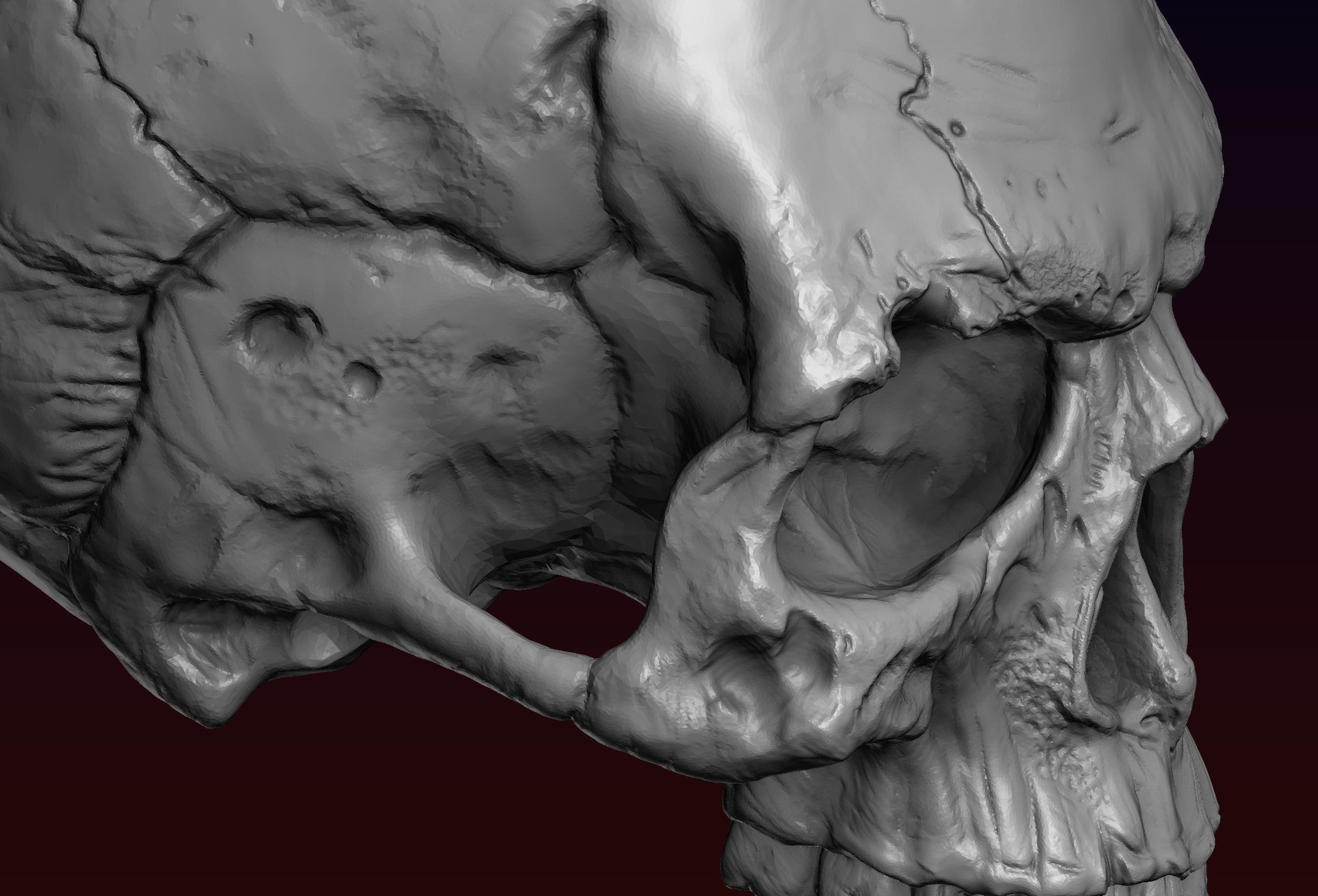 Skull detailed 3D print model_21