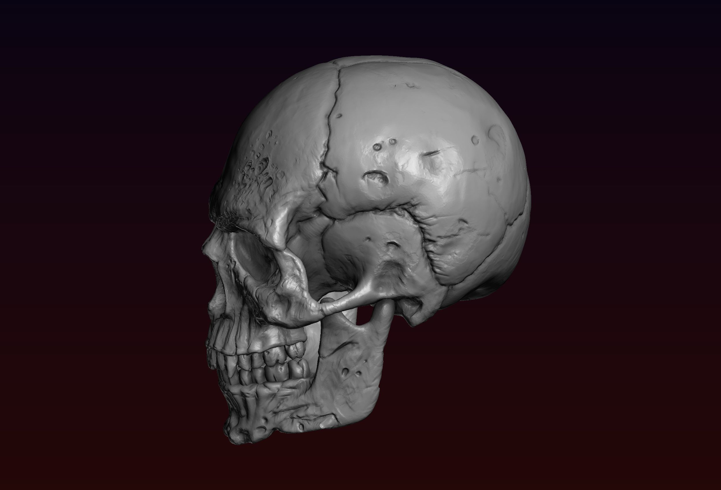 Skull detailed 3D print model_10